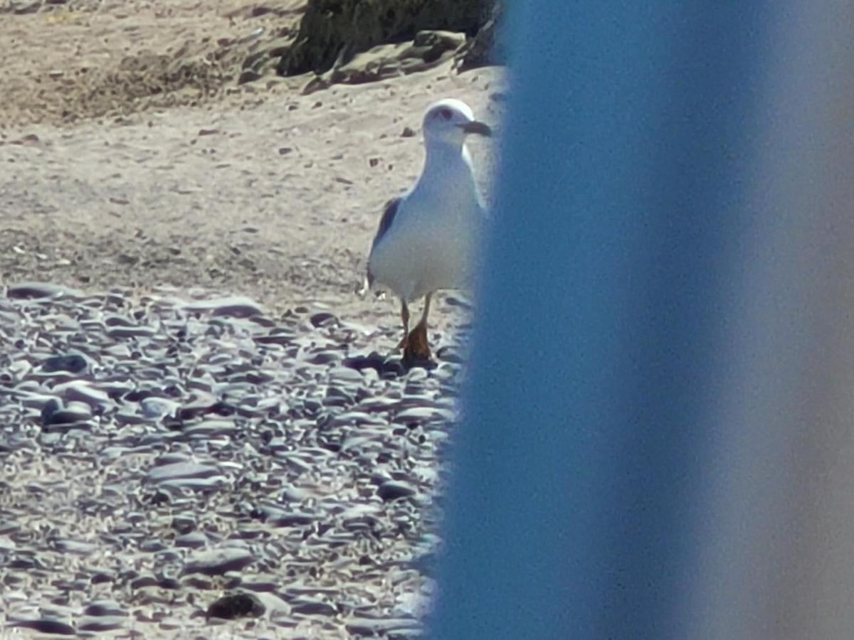 Appartamento Sole e mare Guardavalle Esterno foto